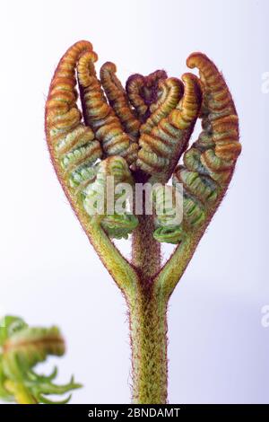 Bracken (Pteridium aquilinum) wachsende Wedel entfaltet sich vor weißem Hintergrund, Norfolk, England, UK, Mai. Stockfoto