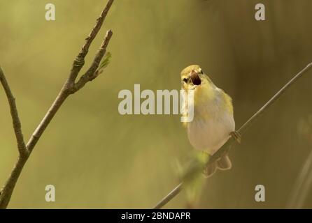 Waldsänger (Phylloscopus sibilatrix) singender Rüde in Baldachin, Derbyshire, England, Großbritannien, Mai. Stockfoto