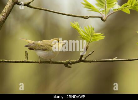 Waldsänger (Phylloscopus sibilatrix) in Baldachin, Derbyshire, England, Großbritannien, Mai. Stockfoto