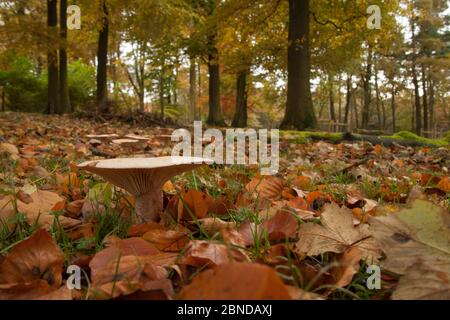 Tropoping Trichterpilze (Clitocybe geotropa) Derbyshire, England, Großbritannien, Oktober. Stockfoto