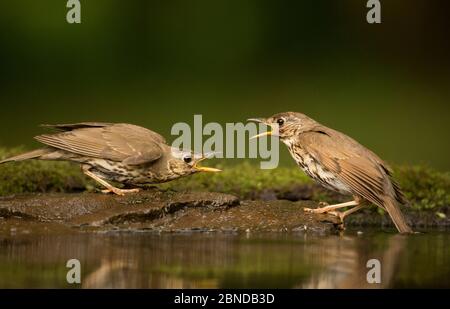 Singdrossel (Turdus philomelos) aggressive Interaktion zwischen zwei Vögeln beim Baden, Ungarn, Mai. Stockfoto