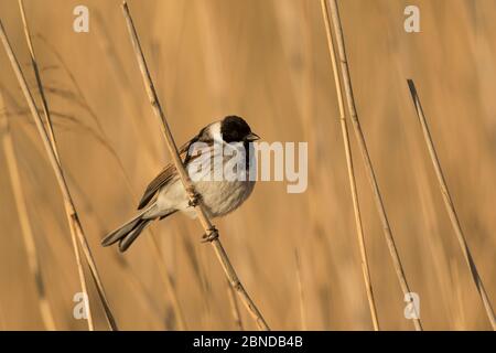 Reed Bunting (Emberiza schoeniclus) männlich, in Schilf thront, Derbyshire, England, Großbritannien. April. Stockfoto