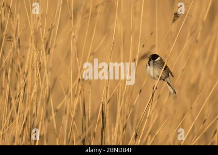 Reed Bunting (Emberiza schoeniclus) männlich, in Schilf thront, Derbyshire, England, Großbritannien. April. Stockfoto