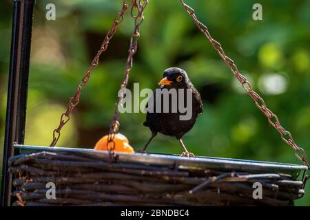 Männliche Amsel füttert auf einem Vogeltisch. Stockfoto