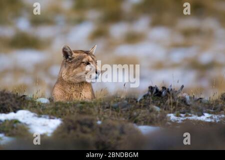 PUMA (Puma Concolor) in großer Höhe Lebensraum, Torres del Paine Nationalpark, Chile. Stockfoto