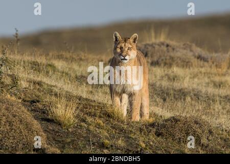 PUMA (Puma Concolor) in großer Höhe Lebensraum, Torres del Paine Nationalpark, Chile. Stockfoto