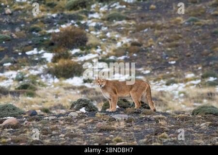 PUMA (Puma Concolor) in großer Höhe Lebensraum, Torres del Paine Nationalpark, Chile. Stockfoto