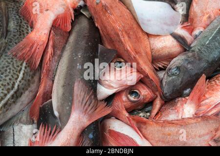 Rotbarsch (Sebastes) und Schellfisch (Melanogrammus aeglefinus) an Deck des Offshore-Draggers. Georges Bank, Massachusetts, New England, USA, Mai. Stockfoto