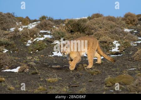 PUMA (Puma Concolor) in großer Höhe Lebensraum, Torres del Paine Nationalpark, Chile. Stockfoto