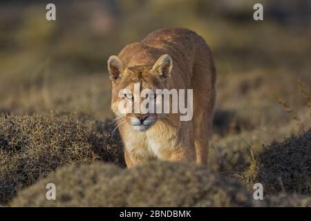 PUMA (Puma Concolor) in großer Höhe Lebensraum, Torres del Paine Nationalpark, Chile. Stockfoto