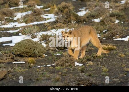 PUMA (Puma Concolor) in großer Höhe Lebensraum, Torres del Paine Nationalpark, Chile. Stockfoto