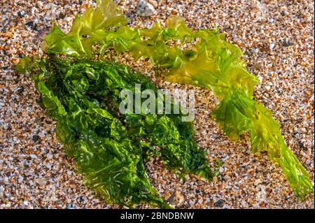 Gutweed / Graskelp (Enteromorpha intestinalis / Ulva intestinalis) an der Küste der Normandie, Frankreich, September, angespült Stockfoto