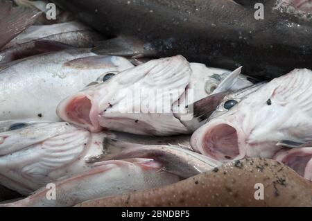 Schellfisch (Melanogrammus aeglefinus) an Deck des Offshore-Draggers. Georges Bank, New England Stockfoto