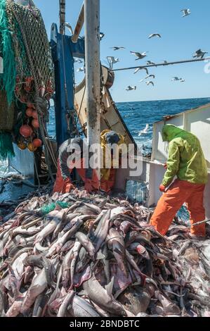 Fischer, die Schellfisch (Melanogrammus aeglefinus), Pollock (Pollachius) und Dogfish (Squalidae) aus dem Netz sortieren, Georges Bank vor Massachusetts, New Engl Stockfoto