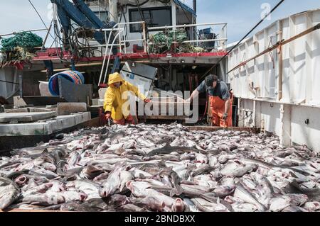 Fischer, die Schellfisch (Melanogrammus aeglefinus), Pollock (Pollachius) und Dogfish (Squalidae) aus dem Netz sortieren, Georges Bank vor Massachusetts, New Engl Stockfoto