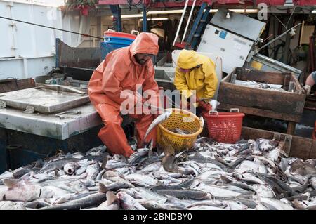 Sortieren der Fischfang von Schellfisch (Melanogrammus aeglefinus) und Seelachs (Pollachius) auf dem Deck von Offshore-Trawler. Georges Bank, Massach Stockfoto