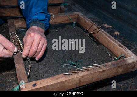 Fischer bereitet Langschnur-Angelausrüstung. Sao Miguel, Azoren Archipel. Modell freigegeben. Stockfoto