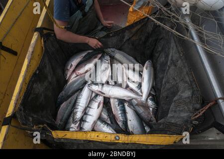 Lachs (Oncorhynchus nerka) mit gestecktem Kiemennetz gefangen. Graveyard Point, Bristol Bay, Alaska, USA, Juni. Modell freigegeben. Stockfoto