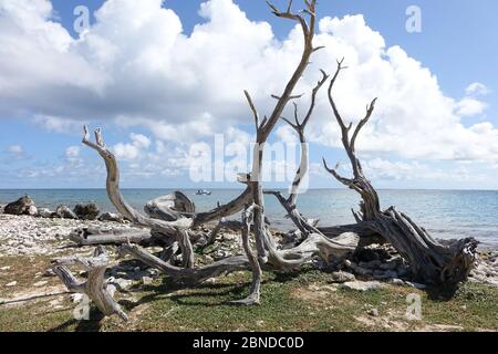 Riesiges Treibholz wusch ein Ufer am lac cai, Bonaire Insel, Karibik Stockfoto