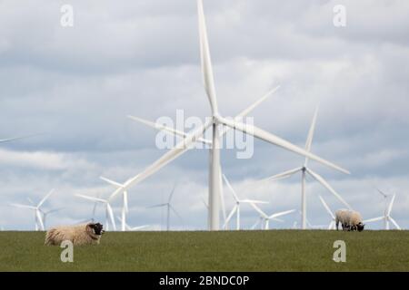 Eaglesham Moor, Schottland, Großbritannien. Mai 2020. Bild: Von Feld zu Teller weiden Schafe auf einem grünen Feld mit ihren Frühlingslämmern, die in wenigen Wochen verarbeitet werden sollen, um die Nachfrage nach der britischen Fleischindustrie zu decken. Quelle: Colin Fisher/Alamy Live News Stockfoto