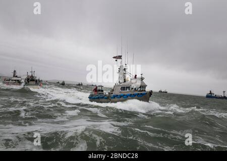 Angelboot, das das Netz für Sockeye Lachs (Oncorhynchus nerka) ablässt und versucht, andere Boote zu übermanövrieren. Naknek River, Bristol Bay, Alaska, USA, Stockfoto