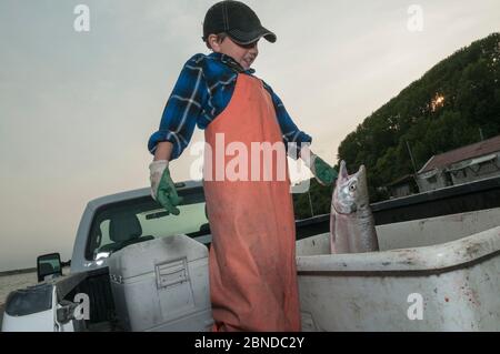 Junger Fischer, der Sockeye Lachs (Oncorhynchus nerka) hält, der mit Familienlizenz für Kiemennetz vom Ufer gefangen wurde. Naknek, Bristol Bay, Ala Stockfoto