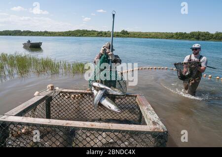 Biologen aus Alaska Fisch und Wild Fang und Probe Rückkehr Sockeye Lachs (Oncorhynchus nerka) Naknek River, Bristol Bay, Alaska, USA, Juli 2015 Stockfoto