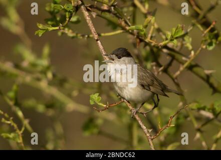 Männliche Blackcap (Sylvia atricapilla) thront in Baum, South Yorkshire, England, Großbritannien, April. Stockfoto