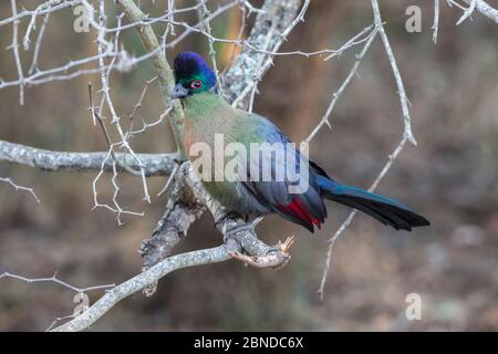 Purple crested turaco (Musophaga porphyreolopha), Mkhuze Game Reserve, Südafrika, Juni Stockfoto