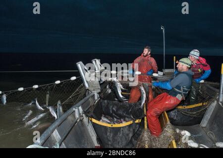 Fischer schleppen in gesetzten Kiemennetz während der Fischerei von Sockeye Lachs (Oncorhynchus nerka) in der Nacht, Graveyard Point, Bristol Bay, Alaska, USA, Juli 2015. Stockfoto