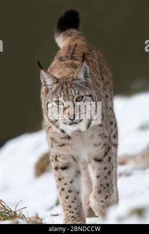 Northern Luchs (Lynx Luchs) Highland Wildlife Park, Kingussie, Schottland, Großbritannien, Januar, gefangen. Stockfoto