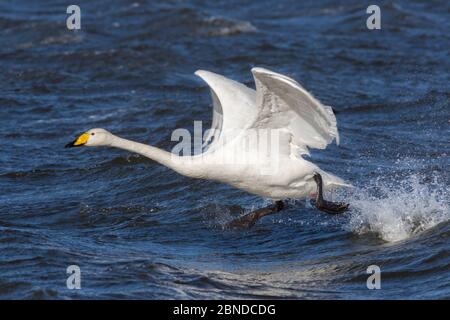 Singschwan (Cygnus cygnus) beim Start, Welney Wildfowl und Wetlands Trust Reserve, Norfolk, Großbritannien, Februar Stockfoto