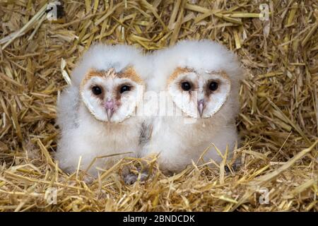 Eule (Tyto alba) Küken, Cumbria, UK, Juni. Gefangen. Stockfoto