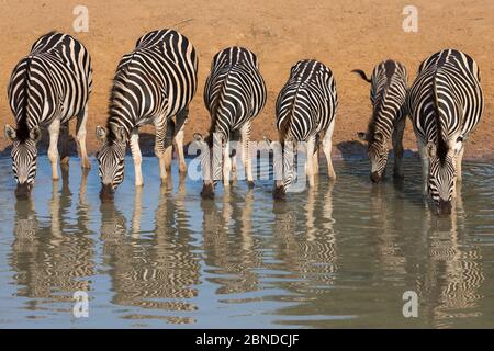 Burchell Zebra (Equus quagga burchelli) Gruppe von fünf Erwachsenen mit einem Kalb trinken, Mhkuze Nature Reserve, KwaZulu-Natal, Südafrika, Mai Stockfoto