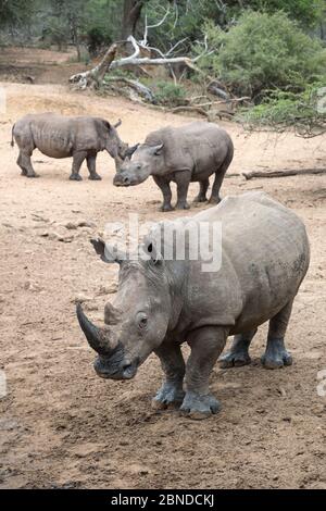 Gruppe von drei Weißnashorn (Ceratotherium simum), Mkhuze Game Reserve, KwaZulu Natal, Südafrika, Juni Stockfoto