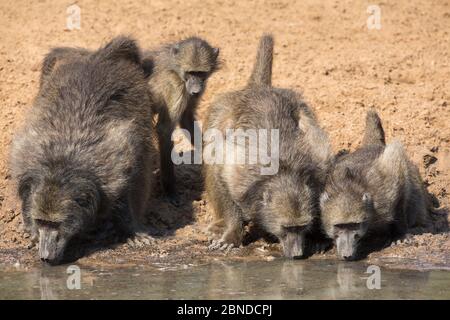 Chacma Paviane (Papio ursinus) Gruppe trinken am Wasserloch mit Jugendlichen. Mkhuze Game Reserve, KwaZulu-Natal, Südafrika, Juni Stockfoto