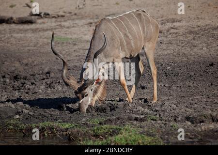 Bullen trinken, Chobe River, Kasane, Botswana. Stockfoto