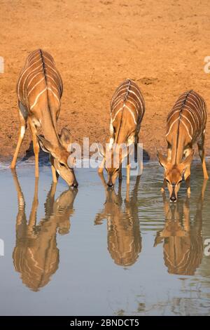 Nyala (Tragelaphus angasii), weiblich mit jungem Trinken, Mkhuze Game Reserve, KwaZulu-Natal, Südafrika, Mai Stockfoto