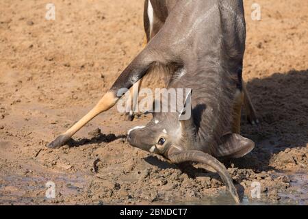 Nyala (Tragelaphus angasii), Bullenraking, Mkhuze Game Reserve, KwaZulu-Natal, Südafrika, Mai Stockfoto