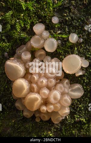 Bohne-Qualle-Pilz (Neobulgaria pura) wächst auf dem gefallenen Stamm eines Buchenbaums (Fagus sylvatica). Peak District National Park, Derbyshire, Großbritannien. Stockfoto