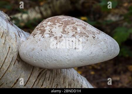 Birkenbrackpilz / Polypore (Pippoporus betulinus) wächst auf toten silbernen Birke (Betula pendula), Surrey, UK. Oktober. Stockfoto