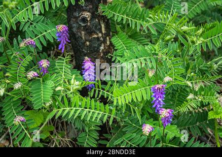 Vicia cracca, schöne Frühlingsblumen in Wiese. Stockfoto