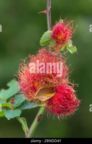 Rotkehlchen-Galle, verursacht durch Gall Wespe (Diplolepis rosae) auf Wildhunderose (Rosa canina), Peak District National Park, Derbyshire, Großbritannien. September. Stockfoto