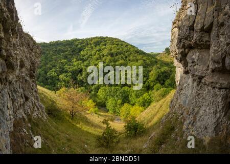 Aschewald (Fraxinus excelsior) von zwei Felswänden gesehen, Lathkill Dale, Peak District National Park, Derbyshire, Großbritannien. September. Composite. Stockfoto