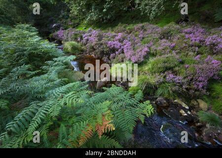 Bracken (Pteridium aquilinum), Heidekraut- und Tanningefärbter Bach, Stainery Clough, Peak District National Park, Derbyshire, Großbritannien. August 2015. Stockfoto