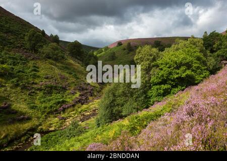 Oaken Bank über dem Fluss Derwent. Dies ist ein Beispiel für clough Wald, steilen Wald am Rande der offenen Moorlandschaft. Clough Woodland hat beco Stockfoto