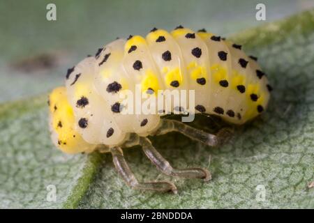 Zweiundzwanzig Marienkäfer (Thea vigintiduopunctata) Larven, Surrey, Großbritannien. Oktober. Stockfoto