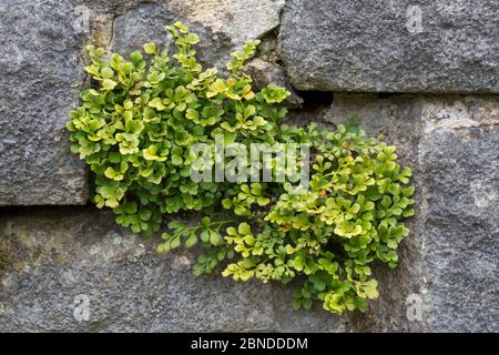 Wand rue spleenwort (Asplenium ruta-muraria) wächst aus einer Steinmauer. Derbyshire, Großbritannien. August. Stockfoto