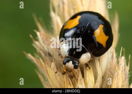 Harlekin Marienkäfer (Harmonia axyridis) invasive Art in Großbritannien. Derbyshire, Großbritannien, August. Stockfoto