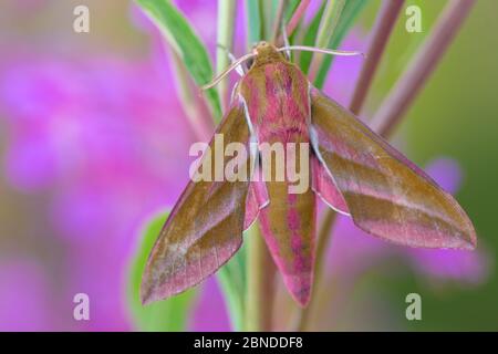 Elefantenfalke (Deilephila elpenor), die auf der Nahrungspflanze der Raupe, Rosebay Willowherb (Chamerion angustifolium angustifolium) ruht. Peak District Stockfoto